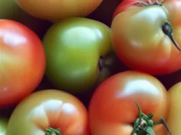 Jak zrobić dżem z zielonych pomidorów